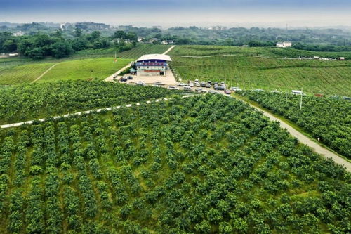 江津區：打造全國重要花椒集散地與交易中心，夯實種業根基