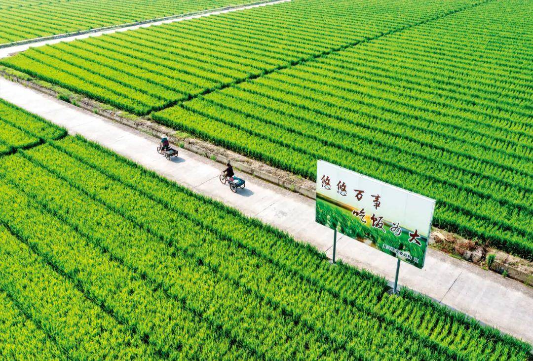 中國種業翻身仗 企業、育種與種子的三重挑戰