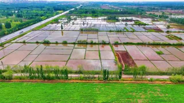 鹽堿稻浪映鵬城，科技番茄上餐桌 深圳種業(yè)力量護航國家糧食安全